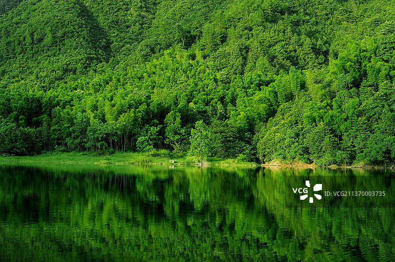 夏日晴朗天气下的水库边的绿色森林图片素材