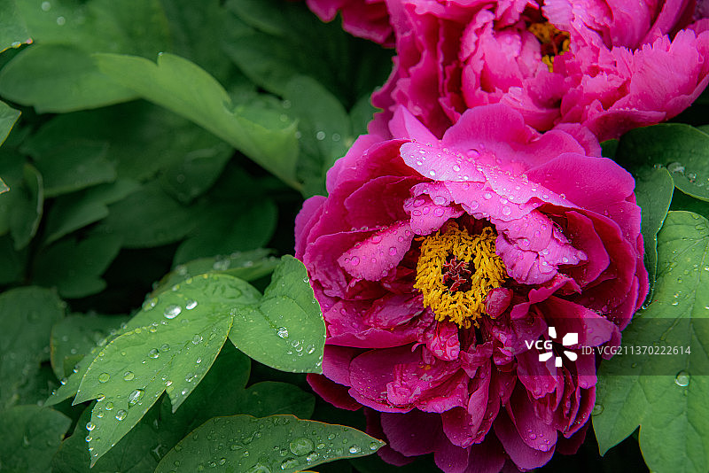 湿粉色牡丹花的特写镜头图片素材