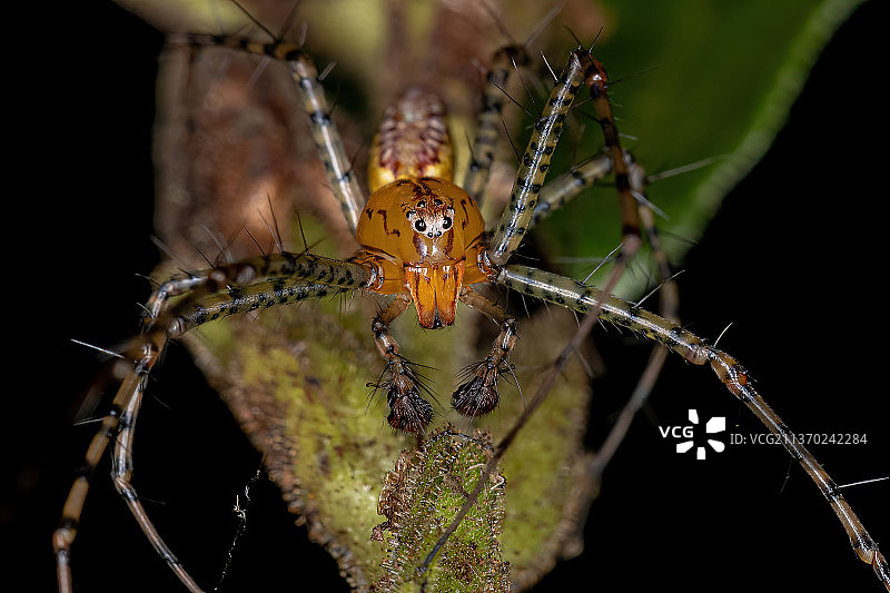 成年雄性山猫蜘蛛，蜘蛛在网上的特写图片素材