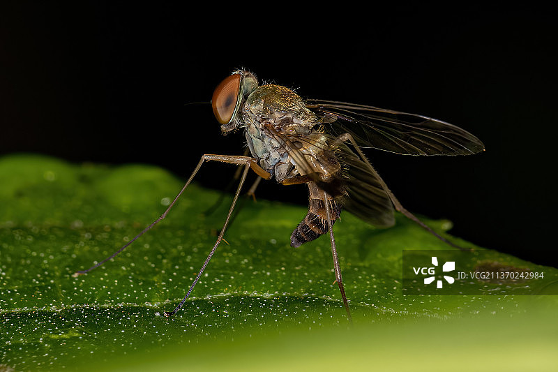 成年鹬蝇，昆虫在叶子上的特写图片素材