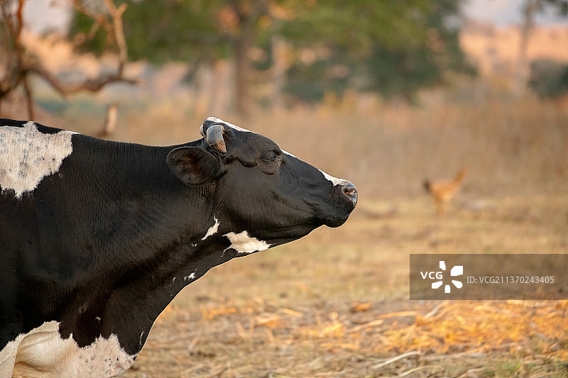 农场里的成年奶牛，水牛站在田里的侧视图图片素材