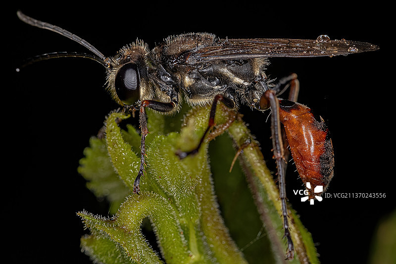 成年线腰黄蜂，近距离昆虫对黑色背景植物图片素材