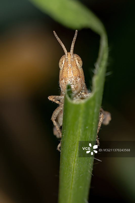巴西刺喉蚱蜢，植物上昆虫的特写镜头图片素材