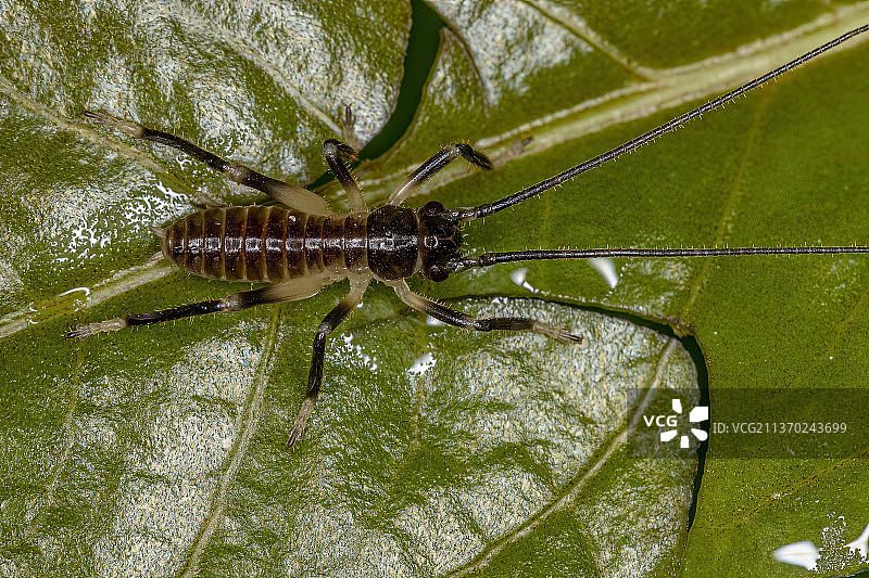尖酸的蟋蟀若虫，叶子上的蜘蛛的特写图片素材