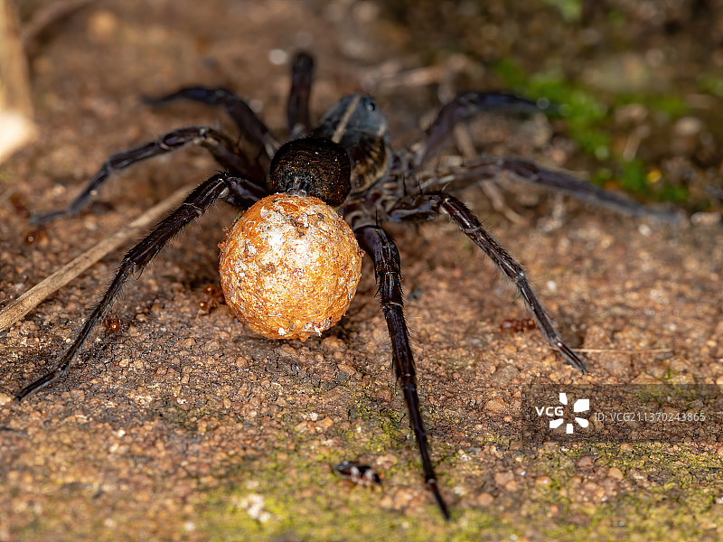 巴西狼蛛，岩石上的蜘蛛特写图片素材