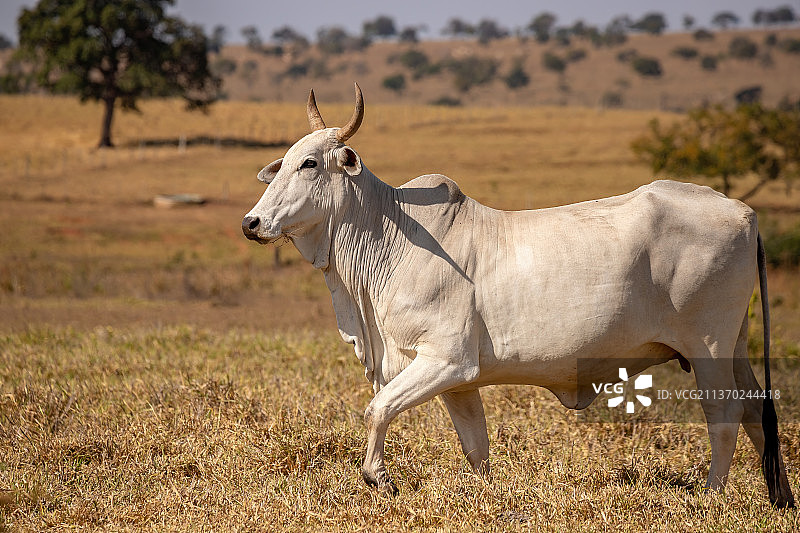 农场里的成年奶牛，奶牛站在草地上的侧视图图片素材