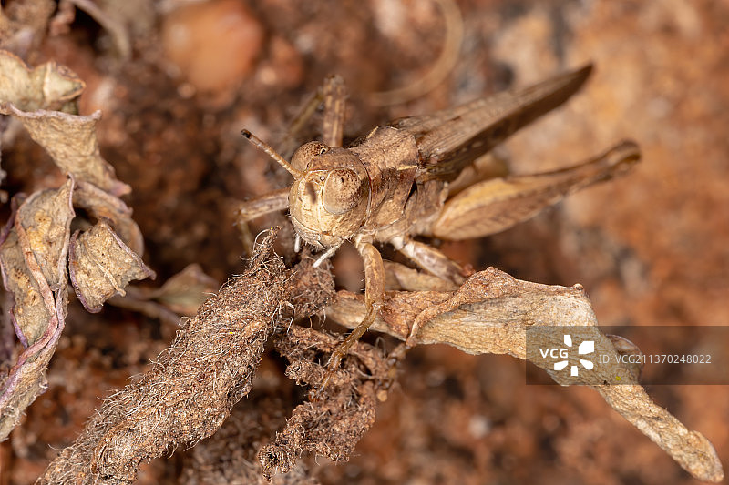巴西短角蚱蜢，植物上昆虫的特写图片素材