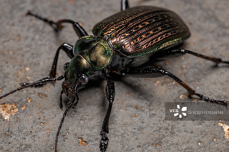 成虫猎人甲虫，叶子上甲虫的特写镜头图片素材