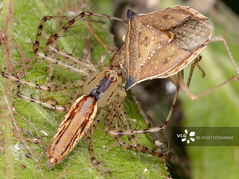 成年猞猁蜘蛛，植物上昆虫的特写镜头图片素材