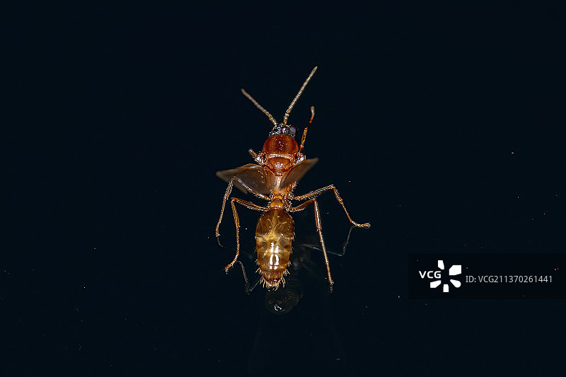 成年雄性翼蚁，黑色背景上的蜘蛛的特写图片素材