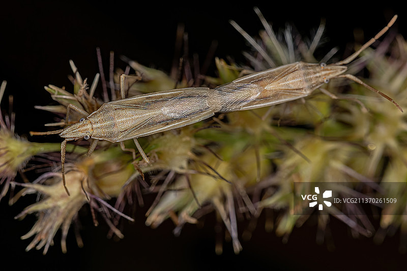 小成虫，昆虫在黑色背景植物上的特写图片素材