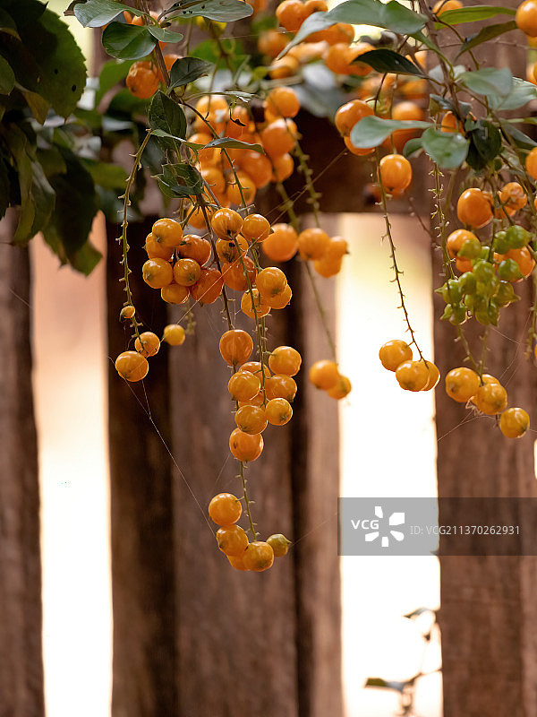 天花黄果，水果挂在树上的特写图片素材