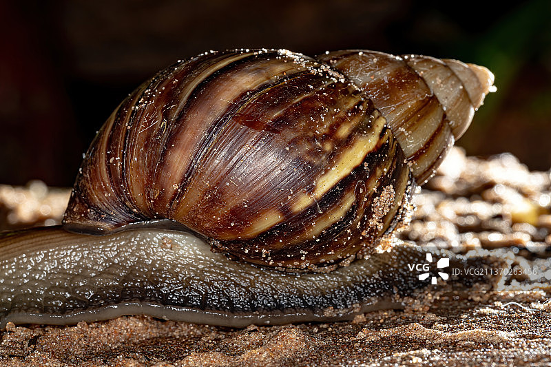 非洲巨型蜗牛，蜗牛的特写镜头图片素材