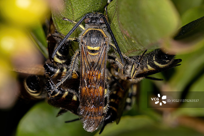 成人脊柱侧弯黄蜂，叶片上的蜘蛛的特写镜头图片素材