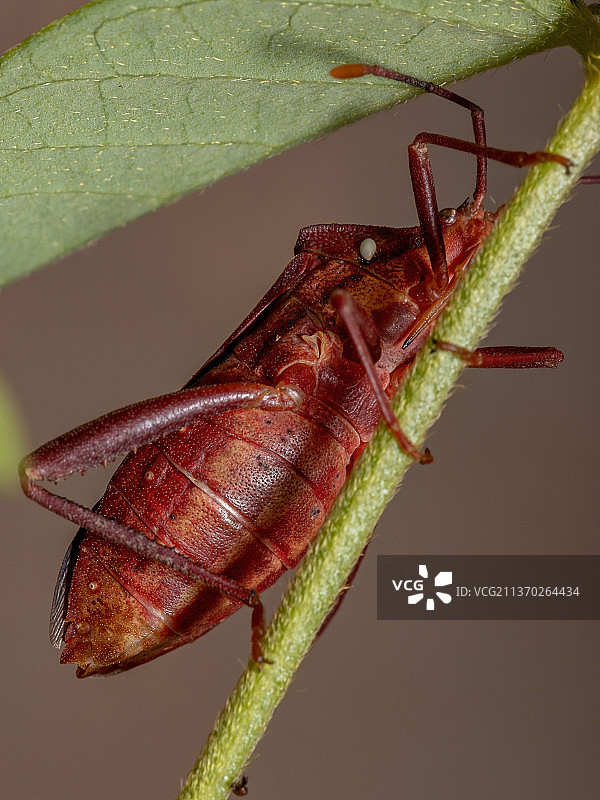 成年叶足虫，昆虫在叶子上的特写图片素材