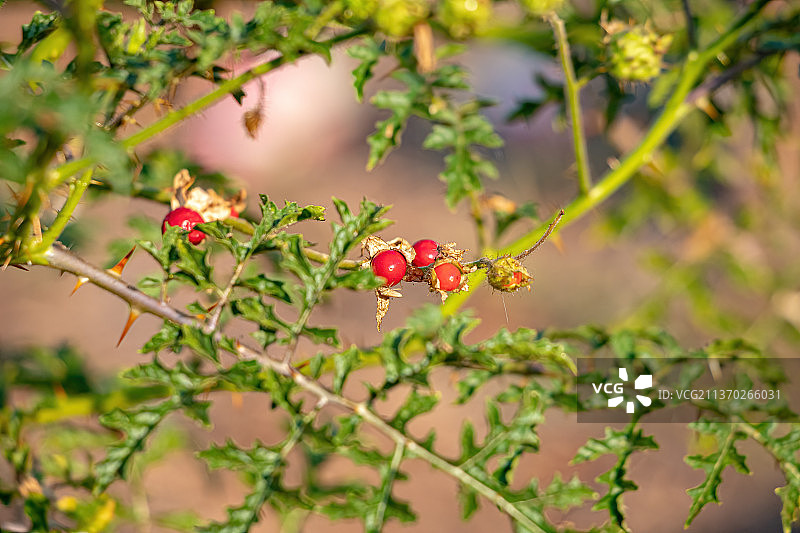红水牛- Bur植物，浆果生长在树上的特写图片素材