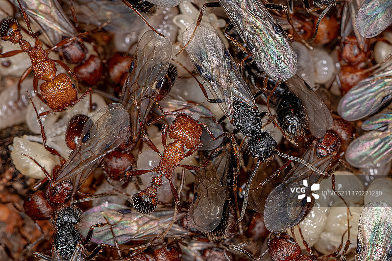成年收获蚂蚁，螃蟹特写图片素材