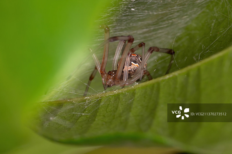 小棕色寡妇，叶子上的蜘蛛的特写，巴西图片素材