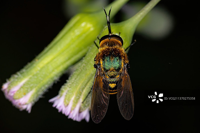 成年蜂蝇，昆虫在黑色背景的叶子上的特写图片素材