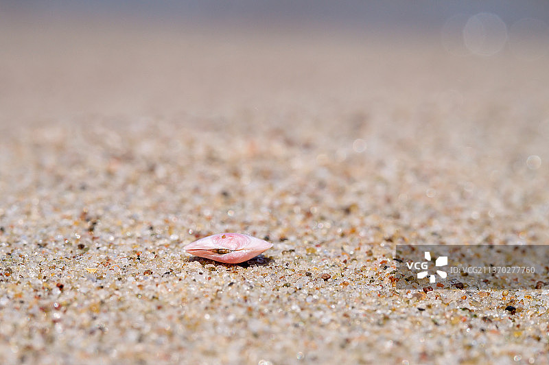 海贝在沙滩上，俄罗斯图片素材