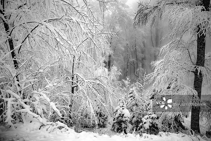 雪，树在雪覆盖的森林图片素材