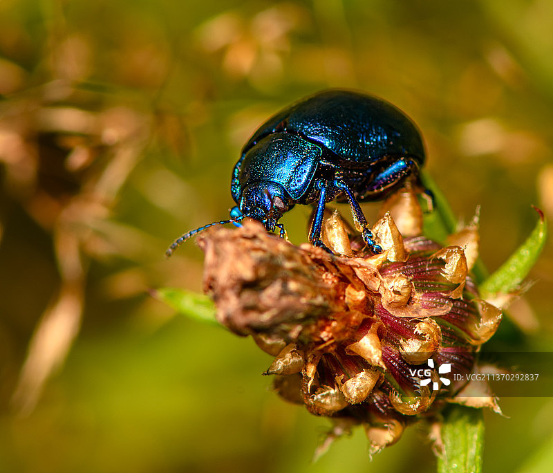 乌克兰扎卡尔帕蒂亚，钴色乳草甲虫，花上昆虫的特写镜头图片素材