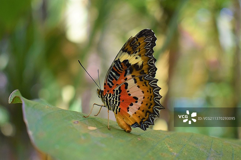 自然摄影，蝴蝶在叶子上的特写，Lebuh Ayer Keroh，马来西亚图片素材