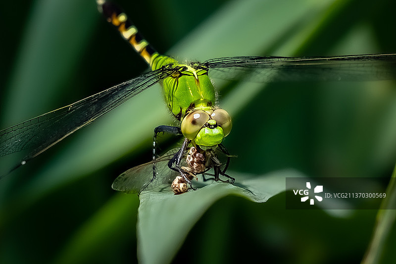 东塘鹰蜻蜓午餐，蜻蜓在植物上的特写镜头，卡泽诺维公园，美国，美国图片素材