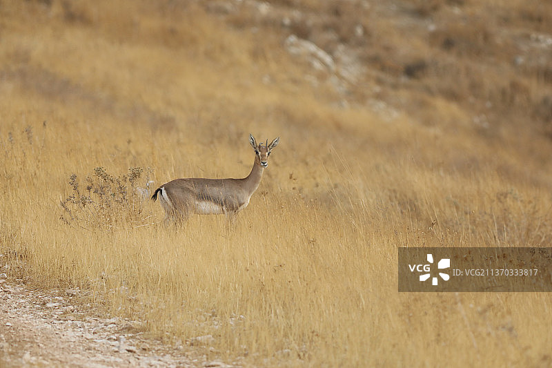 山瞪羚站着，在鹿的模糊背景下图片素材
