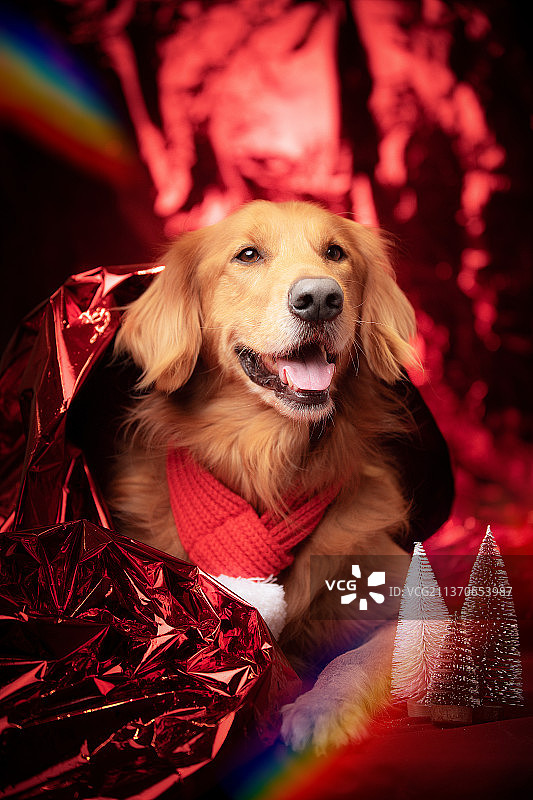 春节节日气氛新年红红火火元宵节正月红灯笼金毛巡回犬图片素材