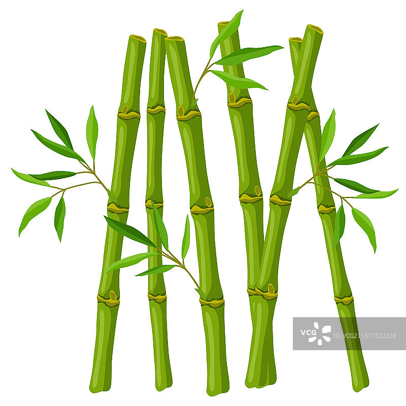 青竹的茎和叶图片素材