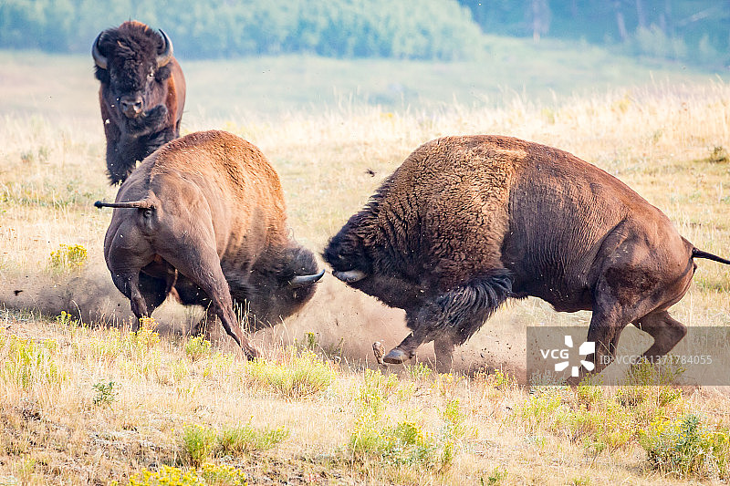 美国黄石国家公园，美国，牛野牛对打，马在牧场上吃草的侧视图图片素材