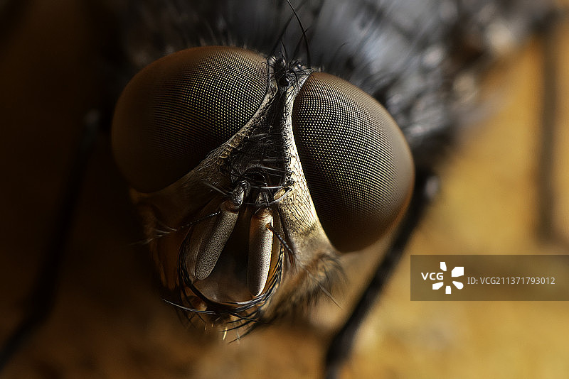 一只苍蝇的眼睛，苍蝇在叶子上的特写，普雷斯顿，英国，英国图片素材