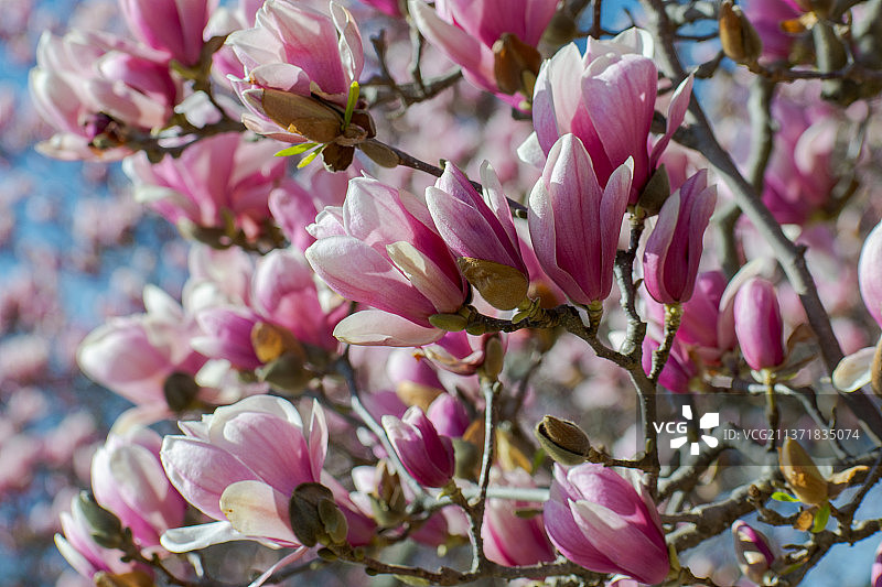 玫瑰树开花，粉红色樱花在春天的特写，费城，密西西比，美国，美国图片素材