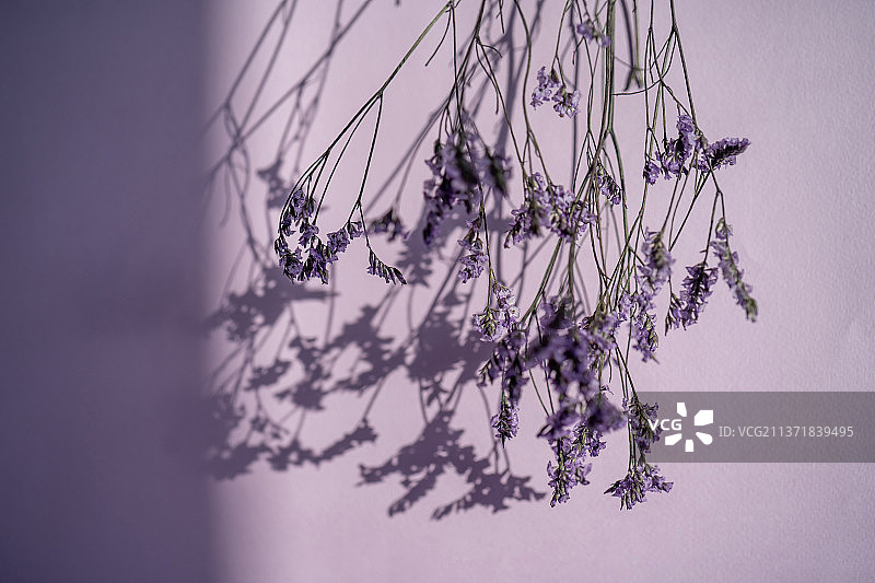 紫色背景上的紫色薰衣草花图片素材
