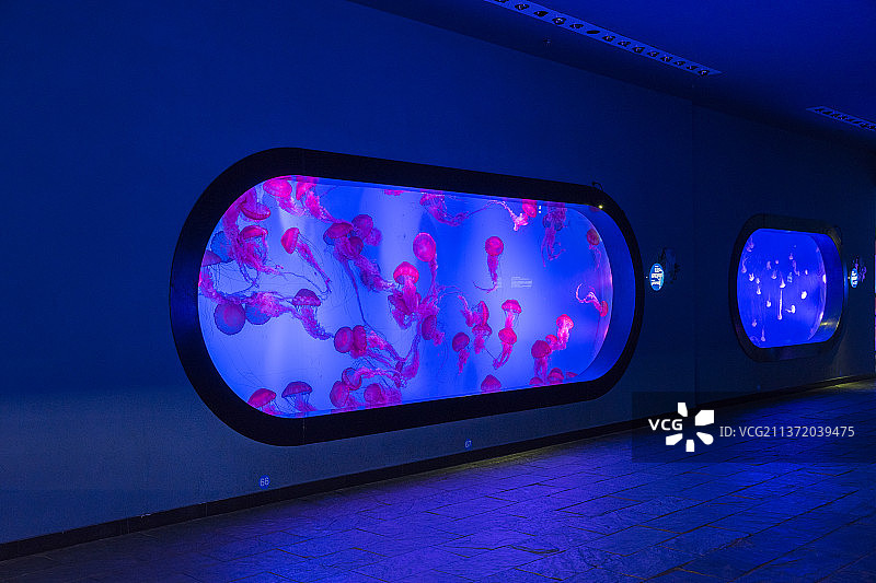 南京海底世界水母馆图片素材