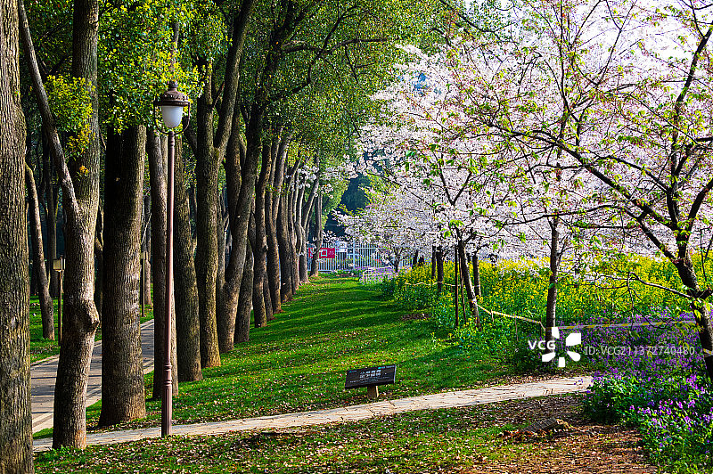 湖北武汉东湖樱花园春季风光图片素材