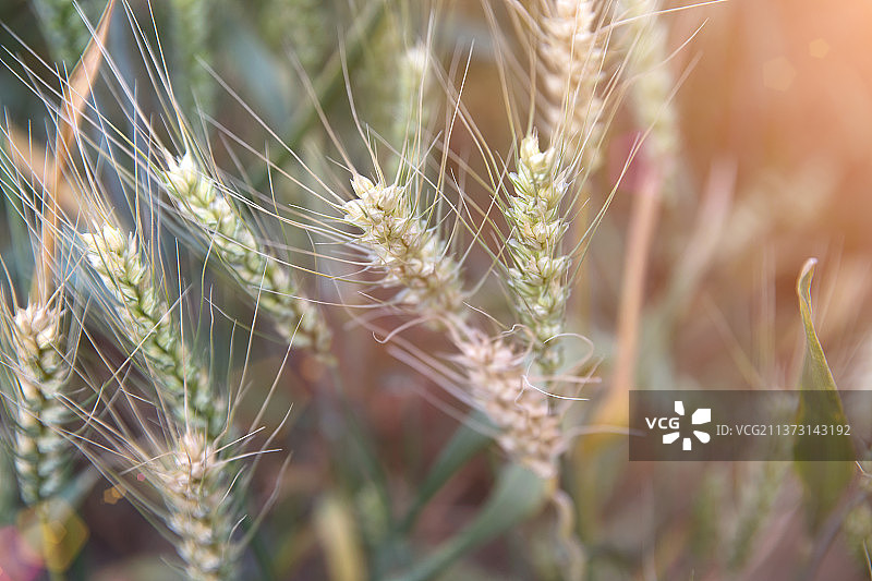 即将成熟的传统农作物小麦麦穗特写图片素材