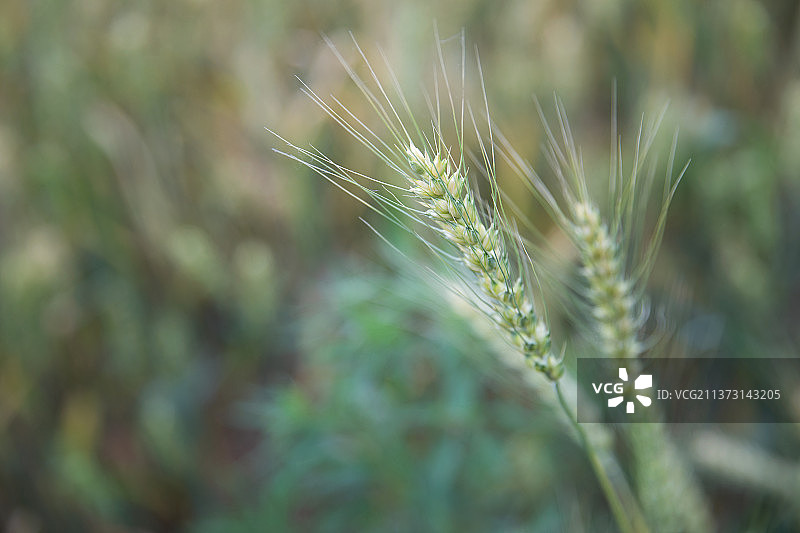 夏季即将成熟的小麦麦穗特写图片素材