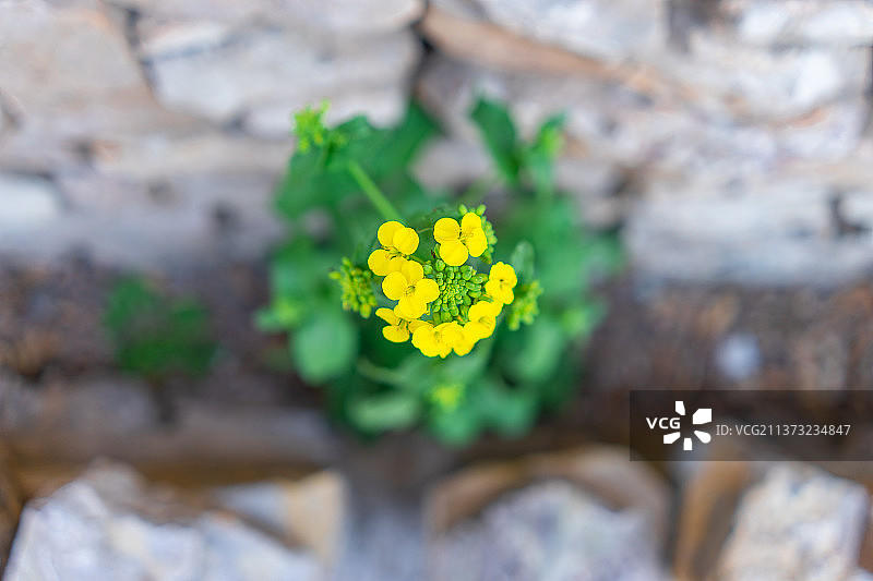 中国野生植物和野外植物拍摄主题，春天的田地里生长出一片黄色的油菜花特写，户外无人图像摄影图片素材
