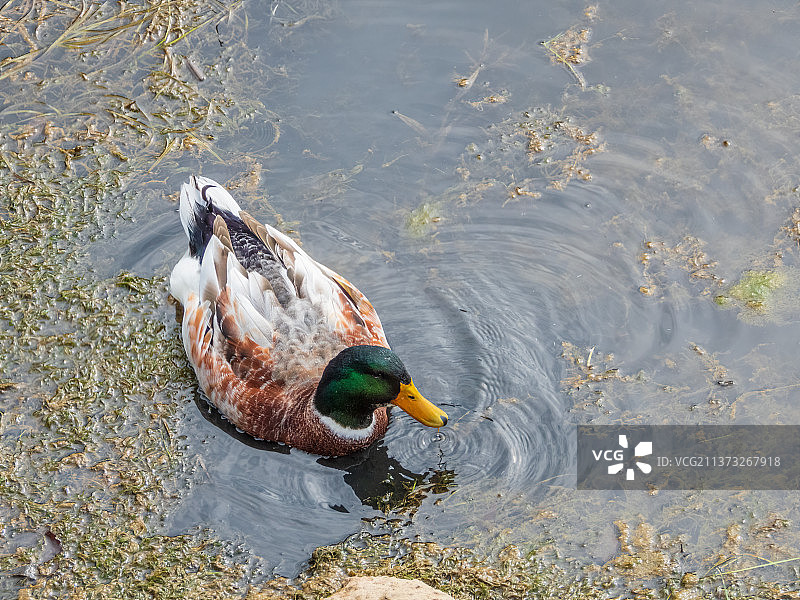 在河岸上觅食的野鸭鸭图片素材