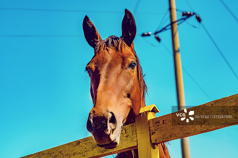 蓝天背景下的马头近距离看相机图片素材