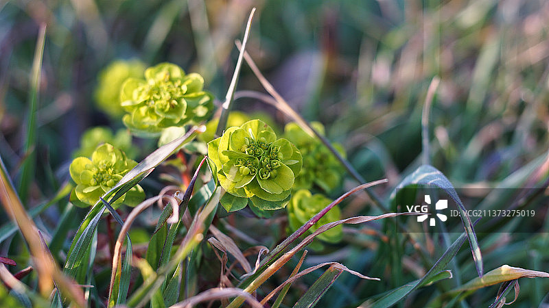 大戟(Euphorbia helioscopia L)，田间开花植物特写，Via Ghidini，意大利图片素材