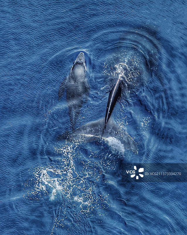 座头鲸离开夏威夷，瓶子在海中游泳的高角度视图，夏威夷，美国图片素材