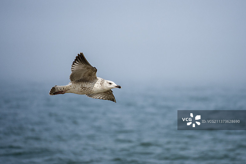 海鸥飞过海面的特写镜头图片素材