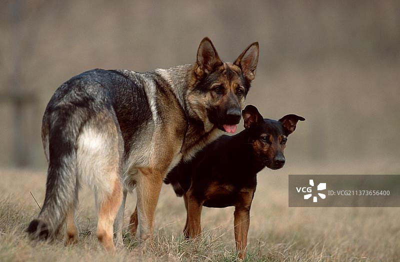 德国牧羊犬，杂种犬，牧羊犬图片素材