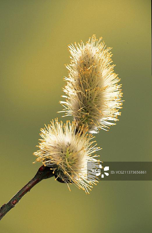 山羊柳(Salix caprea)，雄柳絮，柳絮图片素材