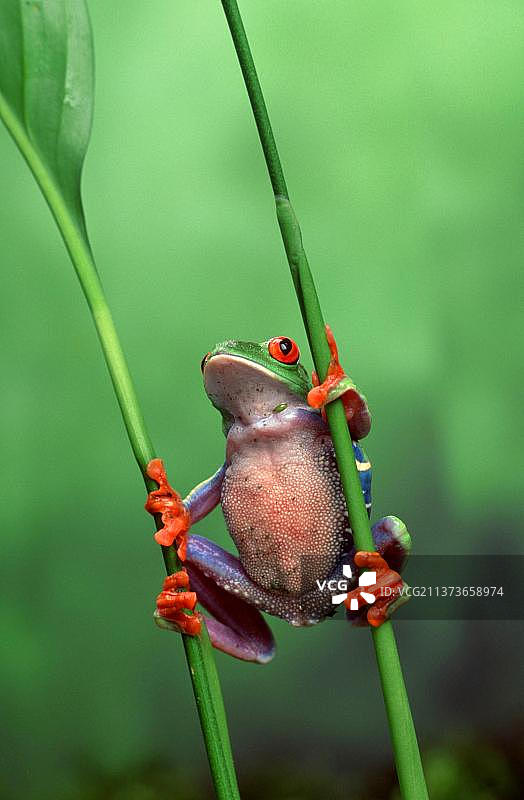 红眼树蛙(Agalychnis callidryas)，雌性，红眼蛙图片素材