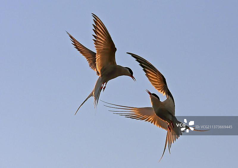 北极燕鸥，动物，鸟类，两个成年北极燕鸥，飞行，战斗，芬兰，欧洲图片素材