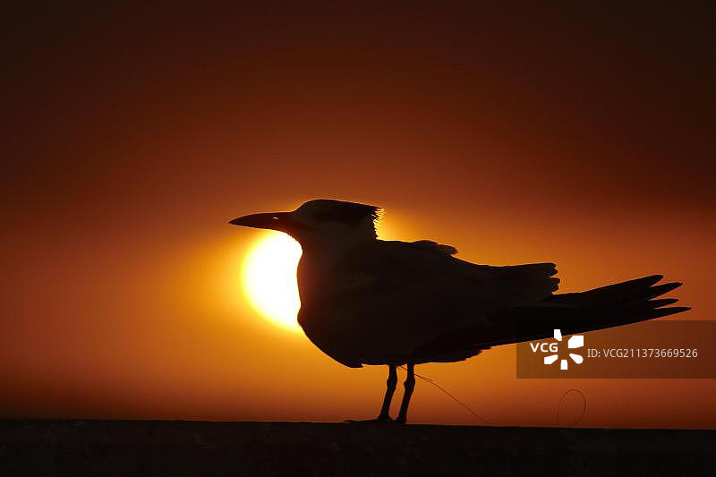 日落时分，皇家燕鸥(Sterna maxima)的剪影，腿上缠着鱼线，佛罗里达州圣彼得堡(U.)美国一个图片素材